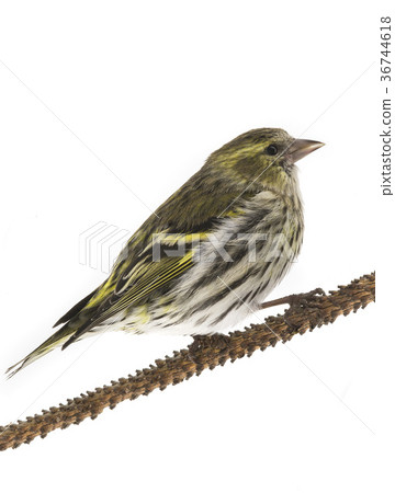 female siskin female siskin 36744618