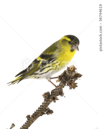 male siskin male siskin 36744619