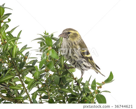 female siskin 36744621