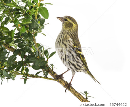 female siskin 36744622
