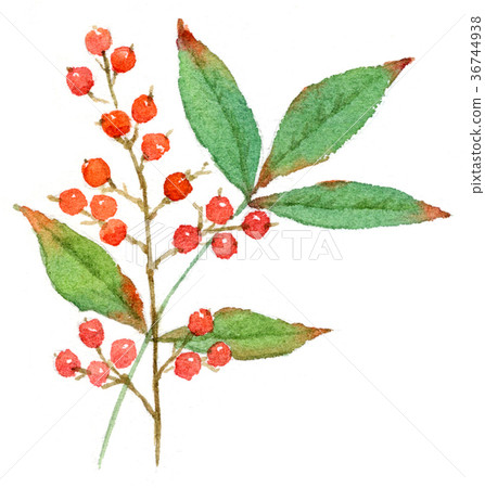 Nanten watercolor illustration 36744938