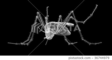 mosquito in wire carcass 36744979