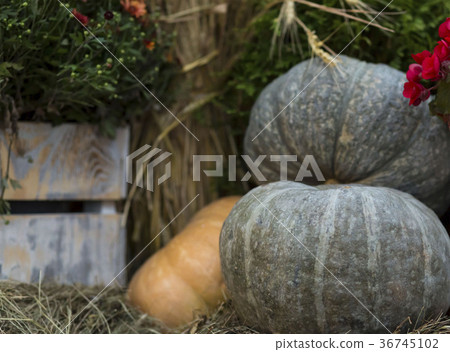 ripe pumpkin green big on a blurry background ripe pumpkin green big on a blurry background 36745102