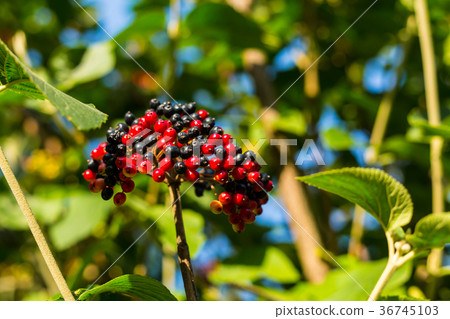 bright bunch of viburnum black red berry bright bunch of viburnum black red berry 36745103