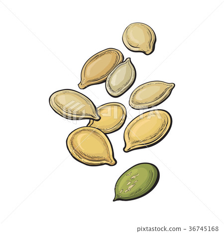 Whole and peeled pumpkin seeds isolated on white 36745168