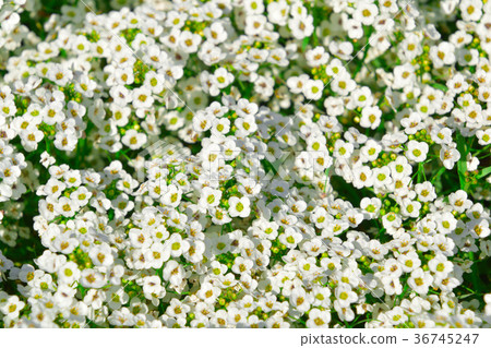 Flower garden of Alissam 36745247