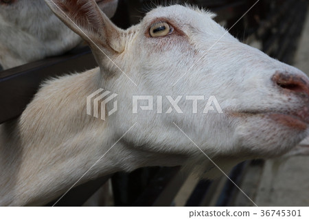 Awaji Country Garden 36745301