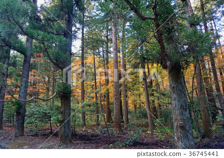 I took a walk in the forest on the coniferous promenade in Hachioji, a suburb of Tokyo in autumn, and I was healed I took a walk in the forest on the coniferous promenade in Hachioji, a suburb of Tokyo in autumn, and I was healed 36745441