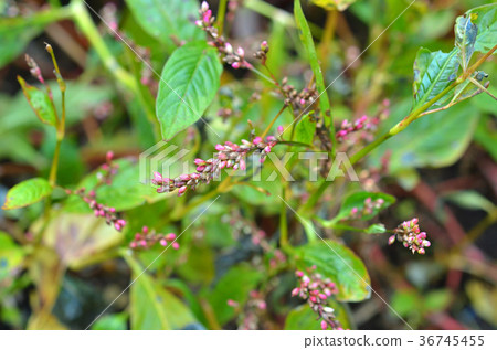 植物:蓼科 植物:蓼科 36745455