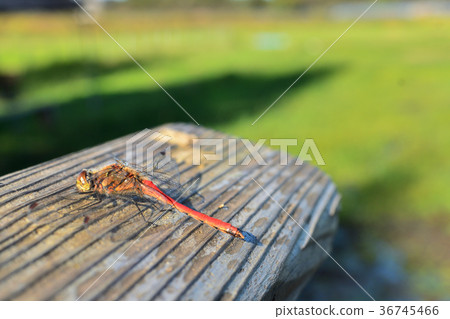 Minuma Nada:Aki Akane Minuma Nada:Aki Akane 36745466