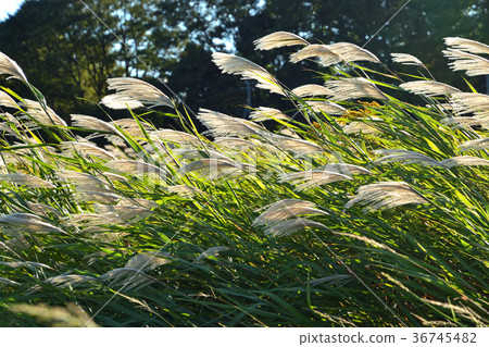 Minoru Numada: Kadaya Nitta 36745482