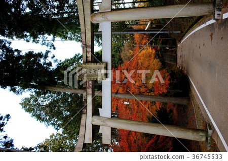 Sarumaru Shrine　 36745533