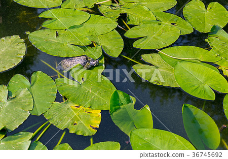 turtle on the water-lily leaves 36745692