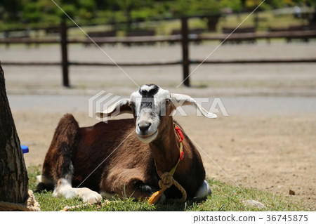 A pastoral village 36745875