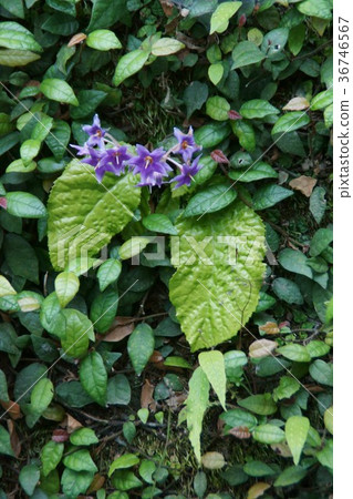 Iwaki Iwata煙草花語是“可愛的心臟” 36746567