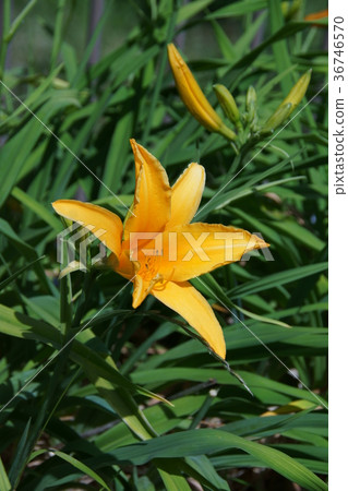 Hemerocallis flower language is "an irresistible fantasy" Hemerocallis flower language is "an irresistible fantasy" 36746570