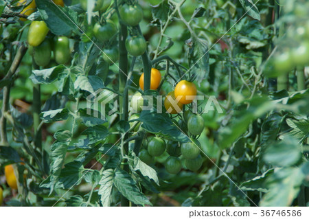 櫻桃番茄花語言是“完成美” 36746586