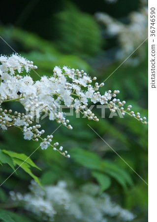 八幡Nanakado花語是“明智的” 36746590