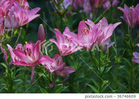 Touriuri Skashihuri花語“得到關注” Touriuri Skashihuri花語“得到關注” 36746609