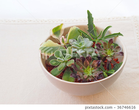 Succulent plants 36746616