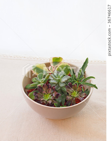 Succulent plants 36746617