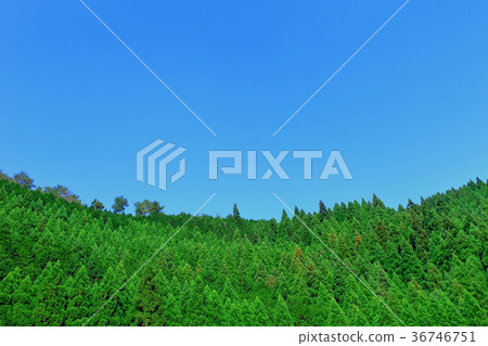 森林綠色和藍天 森林綠色和藍天 36746751