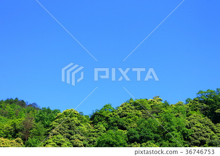 Forest green and blue sky Forest green and blue sky 36746753