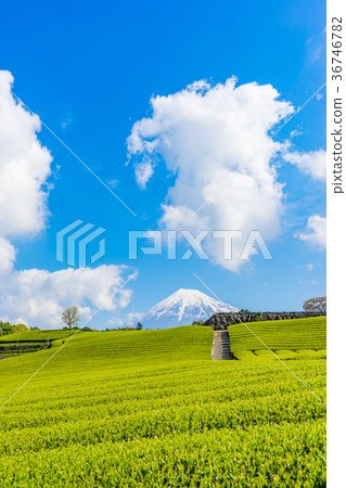 [Shizuoka] Mt. Fuji and tea plantation 36746782