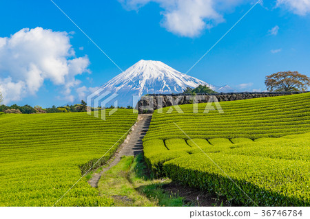 [Shizuoka] Mt. Fuji and tea plantation 36746784