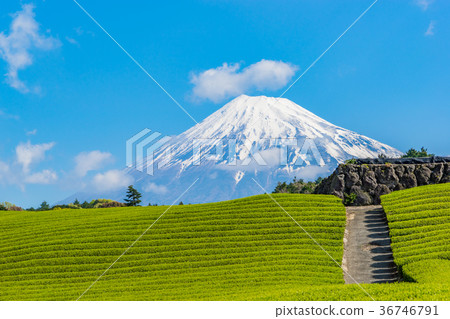 [靜岡]富士山和茶園 36746791