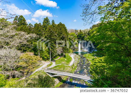 [靜岡縣]白rai瀑布 36747032