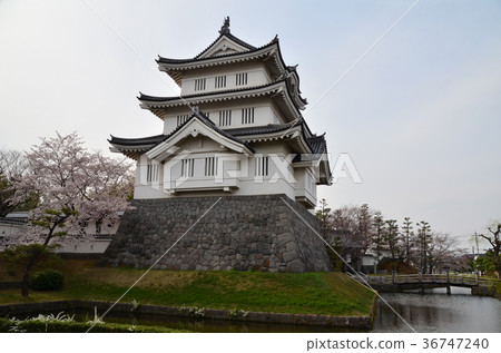 大城和櫻花 大城和櫻花 36747240