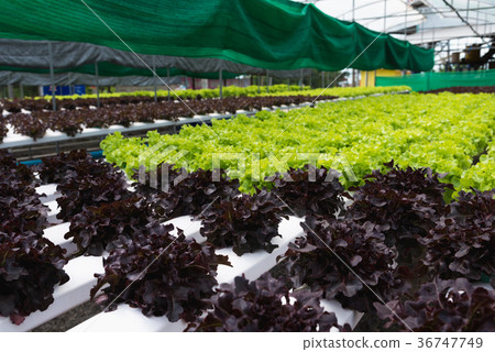 The hydroponics in farm. The hydroponics in farm. 36747749