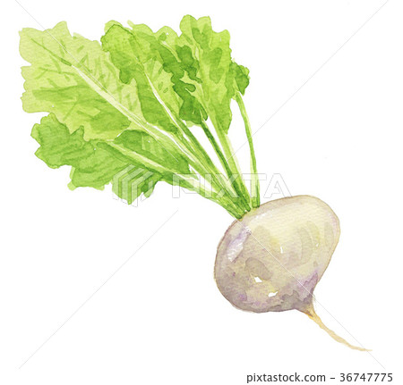 vegetables, vegetable, cabra 36747775