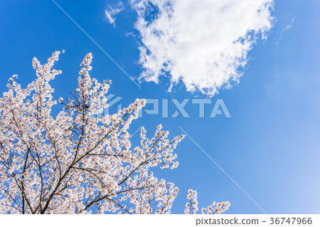 [山梨縣]櫻桃樹 36747966