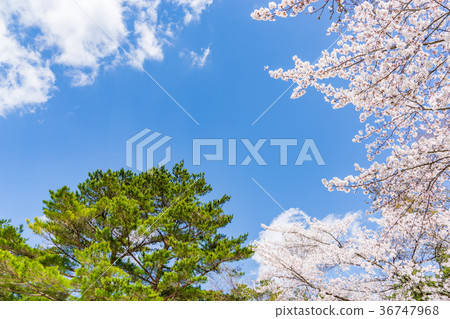 [山梨縣]櫻桃樹 36747968