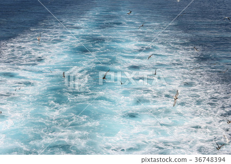 海鷗繞著渡輪來 36748394