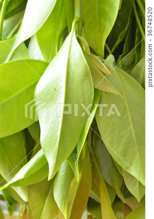Garcinia cowa tropical herb taste sour but healthy Garcinia cowa tropical herb taste sour but healthy 36748520