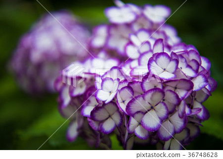 hydrangea   36748628