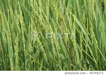 summer rice 36749271