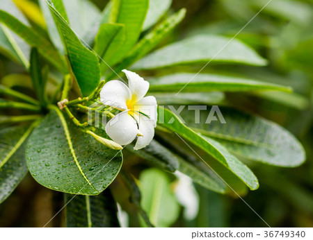 white flower frangipani Plumeria 36749340