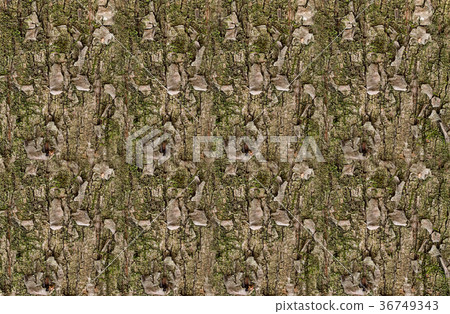 pine texture with green moss natural endless 36749343