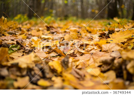 dry leaves yellow brown maple fallen background dry leaves yellow brown maple fallen background 36749344
