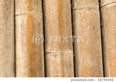 natural canvas background bamboo trunk light natural canvas background bamboo trunk light 36749348