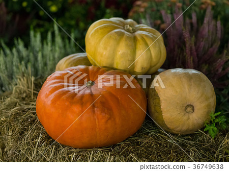 Harvest  pumpkins on beige straw background 36749638