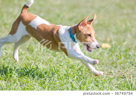 Jack Russell Terrier 36749784