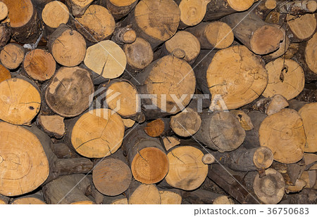 log cut down abunch number trees close-up log cut down abunch number trees close-up 36750683