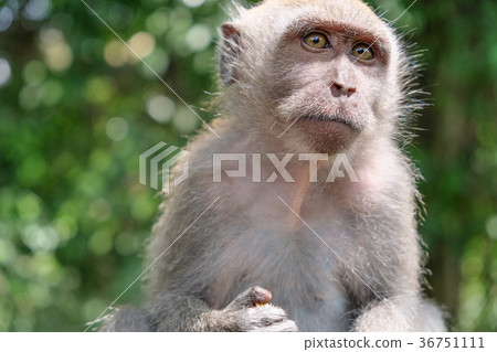 Monkey Forest's monkey Monkey Forest's monkey 36751111