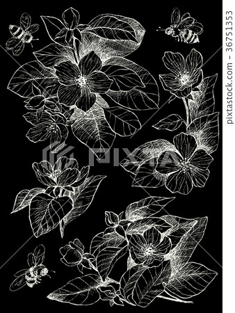Botanical illustration blossom flowers with bees 36751353