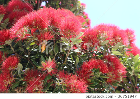 bloom, blossom, blossoms 36751947
